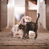 仲良く戯れ合う犬と猫