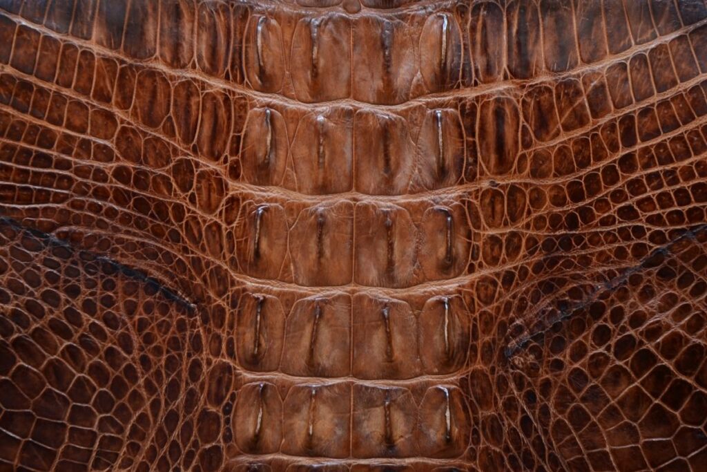 クロコダイルレザーの腹部にあたる丸腑模様が大きく写された質感のある画像。