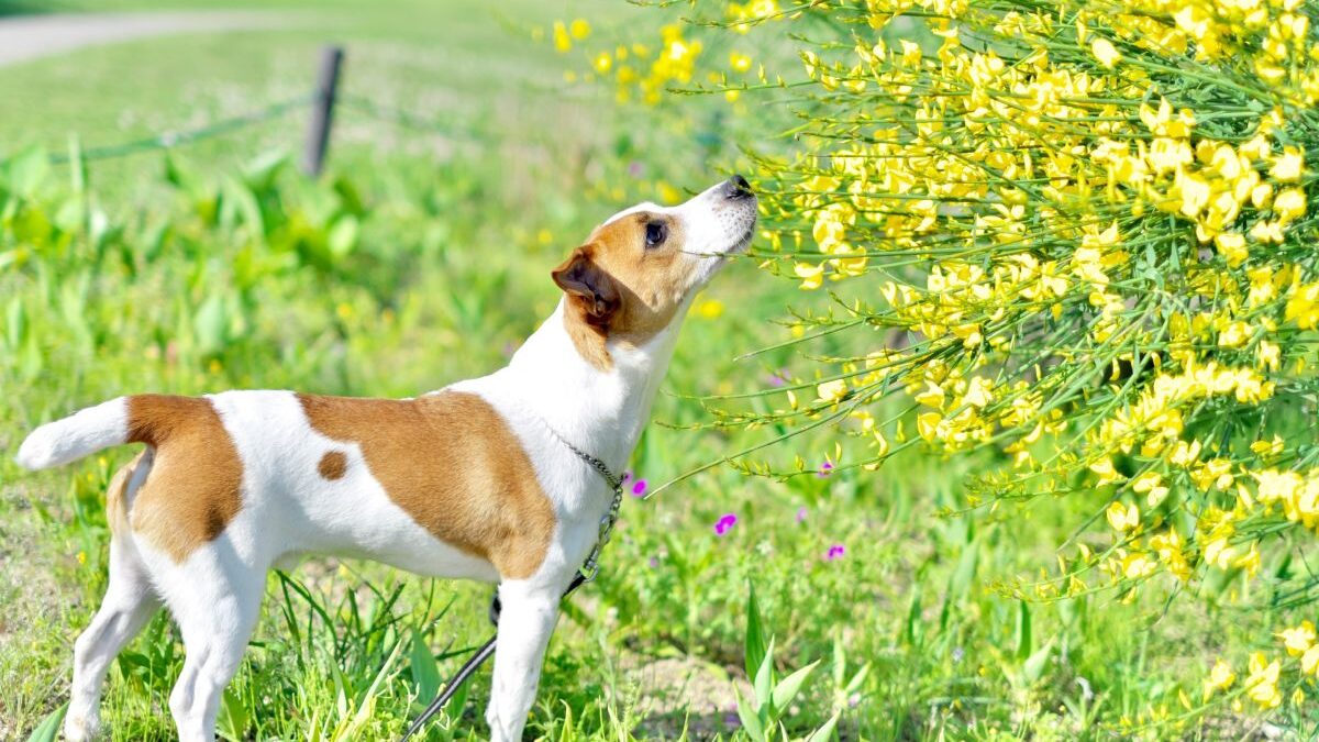 A dog sniffing the scent of yellow flowers in a grassy field. An image of a cherished memory spent with my beloved dog.