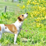 A dog sniffing the scent of yellow flowers in a grassy field. An image of a cherished memory spent with my beloved dog.