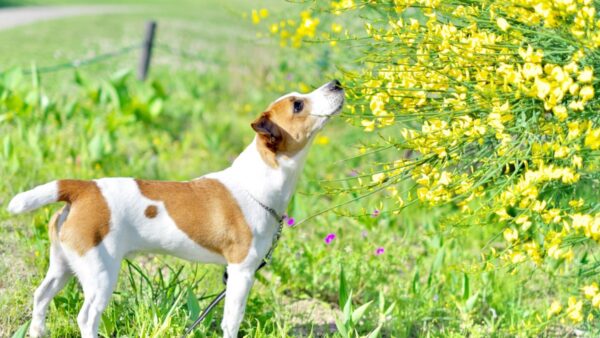 ペット葬儀のマナーとエチケット｜初心者向けガイド