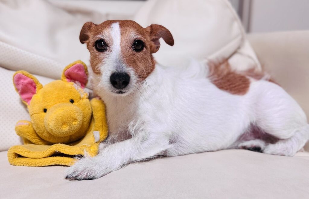 犬がお気に入りのおもちゃと一緒にくつろいでいる姿で、ペットの思い出を象徴する画像。