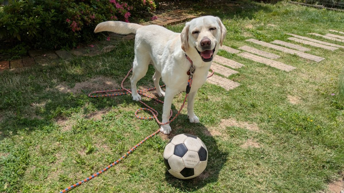 A dog playing with a soccer ball in a garden, representing everyday life with a pet.