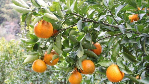 宇和島地元特産品の魅力と選び方・保存のコツ